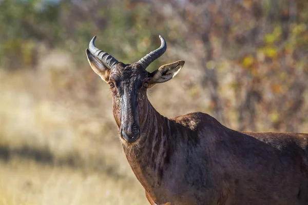 Tsessebe Comum Parque Nacional Kruger África Sul Espécie Damaliscus Lunatus — Fotografia de Stock