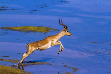 Kruger Ulusal Parkı, Güney Afrika 'da yaygın Impala; Bovidae familyasından Specie Aepyceros melampus