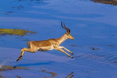 Kruger Ulusal Parkı, Güney Afrika 'da yaygın Impala; Bovidae familyasından Specie Aepyceros melampus