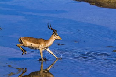 Kruger Ulusal Parkı, Güney Afrika 'da yaygın Impala; Bovidae familyasından Specie Aepyceros melampus