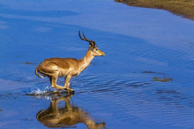 Kruger Ulusal Parkı, Güney Afrika 'da yaygın Impala; Bovidae familyasından Specie Aepyceros melampus