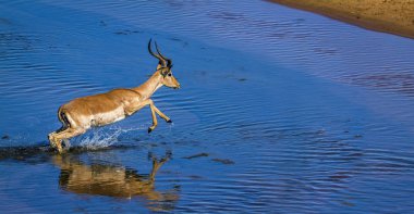 Kruger Ulusal Parkı, Güney Afrika 'da yaygın Impala; Bovidae familyasından Specie Aepyceros melampus