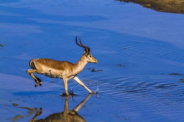 Impala Comune Nel Parco Nazionale Kruger Sudafrica Specie Aepyceros Melampus — Foto Stock