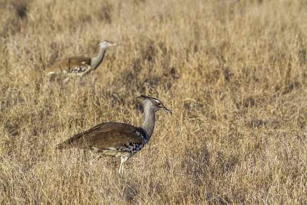 Kori Bustard Dans Parc National Kruger Afrique Sud Espie Ardeotis — Photo