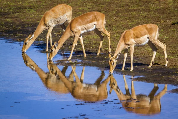 Gyakori Impala Dél Afrikai Kruger Nemzeti Parkban Faj Aepyceros Melampus — Stock Fotó