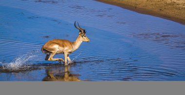 Kruger Ulusal Parkı, Güney Afrika 'da yaygın Impala; Bovidae familyasından Specie Aepyceros melampus