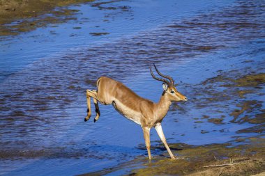 Kruger Ulusal Parkı, Güney Afrika 'da yaygın Impala; Bovidae familyasından Specie Aepyceros melampus