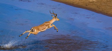 Kruger Ulusal Parkı, Güney Afrika 'da yaygın Impala; Bovidae familyasından Specie Aepyceros melampus
