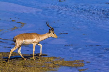 Kruger Ulusal Parkı, Güney Afrika 'da yaygın Impala; Bovidae familyasından Specie Aepyceros melampus