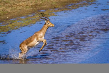 Kruger Ulusal Parkı, Güney Afrika 'da yaygın Impala; Bovidae familyasından Specie Aepyceros melampus