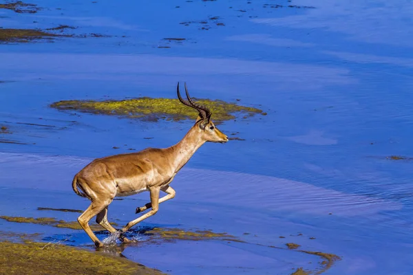 Kruger Ulusal Parkı Güney Afrika Yaygın Impala Bovidae Familyasından Specie — Stok fotoğraf