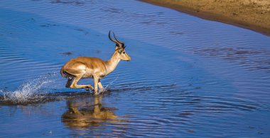 Kruger Ulusal Parkı, Güney Afrika 'da yaygın Impala; Bovidae familyasından Specie Aepyceros melampus