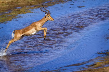 Kruger Ulusal Parkı, Güney Afrika 'da yaygın Impala; Bovidae familyasından Specie Aepyceros melampus