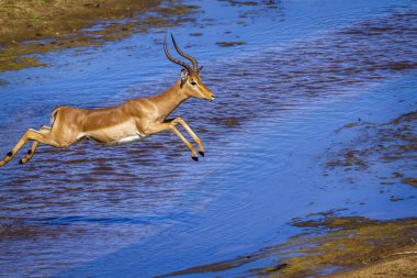Kruger Ulusal Parkı, Güney Afrika 'da yaygın Impala; Bovidae familyasından Specie Aepyceros melampus