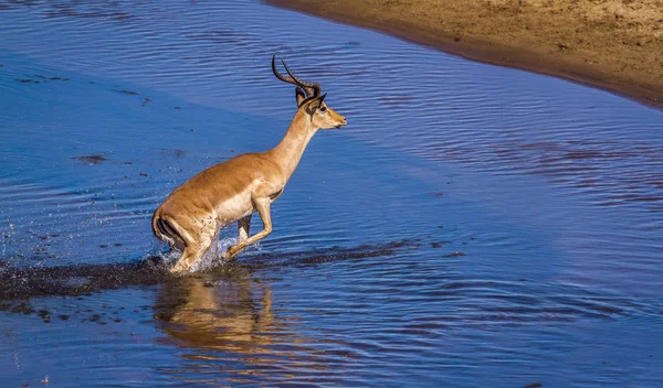Kruger Ulusal Parkı Güney Afrika Yaygın Impala Bovidae Familyasından Specie — Stok fotoğraf