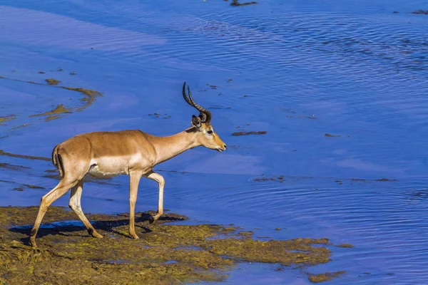 Impala Commune Dans Parc National Kruger Afrique Sud Espèce Aepyceros — Photo