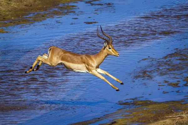 Kruger Ulusal Parkı, Güney Afrika 'da yaygın Impala; Bovidae familyasından Specie Aepyceros melampus