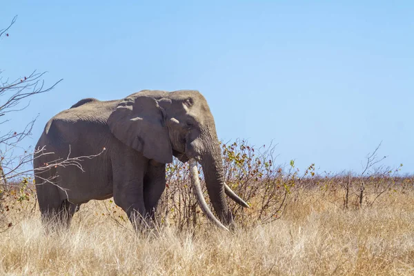 アフリカのブッシュゾウ クルーガー国立公園 南アフリカ ゾウ科の正貨 Loxodonta アフリカーナ家族 — ストック写真