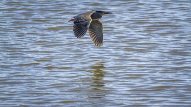 Yeşil balıkçıl Kruger National park, Güney Afrika için desteklenen; Ardeidae nakit Butorides striata ailesi 