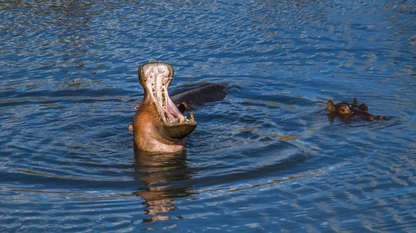 Ippopotamo Nel Parco Nazionale Kruger Sudafrica Specie Hippopotamus Amphibius Famiglia — Foto Stock