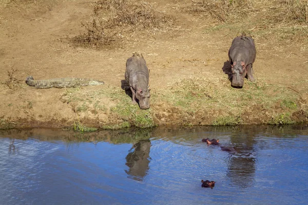 Hippopotamus Parcul Național Kruger Africa Sud Specie Hippopotamus Amfibius Familia — Fotografie, imagine de stoc