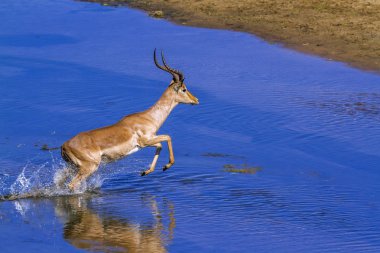 Kruger Ulusal Parkı, Güney Afrika 'da yaygın Impala; Bovidae familyasından Specie Aepyceros melampus