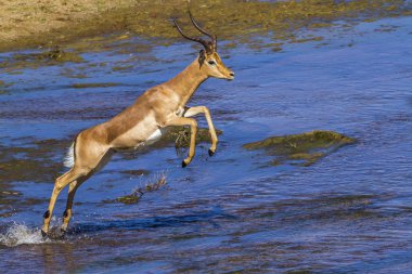 Kruger Ulusal Parkı, Güney Afrika 'da yaygın Impala; Bovidae familyasından Specie Aepyceros melampus