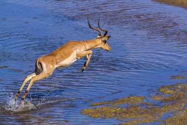 Kruger Ulusal Parkı, Güney Afrika 'da yaygın Impala; Bovidae familyasından Specie Aepyceros melampus