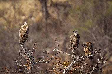 Güney Afrika 'daki Kruger Ulusal Parkı' nda Akbaba 'ya destek veren Specie Gyps africanus Accipitridae ailesi