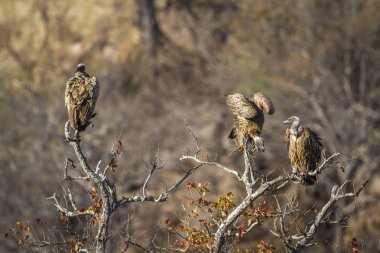 Güney Afrika 'daki Kruger Ulusal Parkı' nda Akbaba 'ya destek veren Specie Gyps africanus Accipitridae ailesi