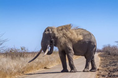 Afrika bush fil Kruger National park, Güney Afrika için; Nakit Loxodonta africana ailesi fil