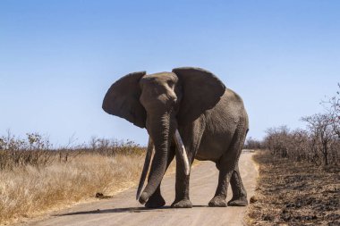 Afrika bush fil Kruger National park, Güney Afrika için; Nakit Loxodonta africana ailesi fil