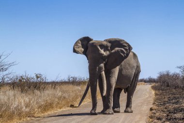Afrika bush fil Kruger National park, Güney Afrika için; Nakit Loxodonta africana ailesi fil