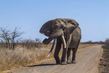 Afrika bush fil Kruger National park, Güney Afrika için; Nakit Loxodonta africana ailesi fil
