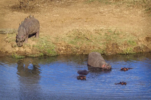 Hippopotame Dans Parc National Kruger Afrique Sud Espèce Hippopotame Amphibie — Photo