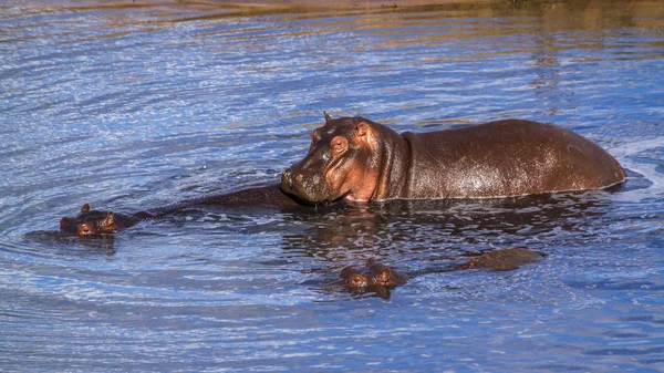 Бегемот Національний Парк Крюгера Пар Виду Бегемот Amphibius Сім Hippopotamidae — стокове фото