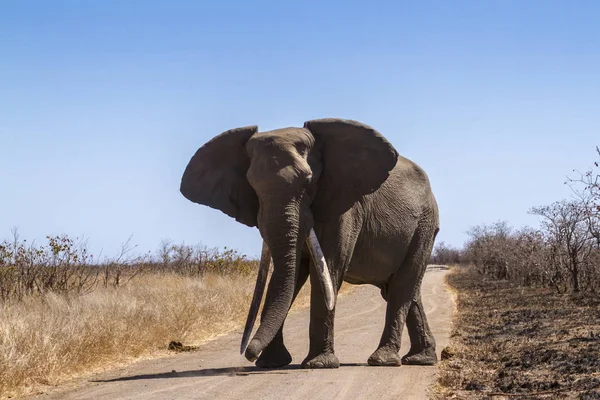 Slon Africký Krugerův Národní Park Jižní Afrika Specie Loxodonta Africana — Stock fotografie