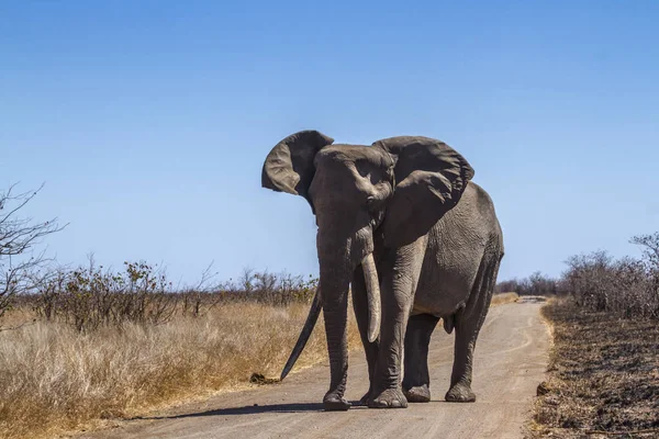 Elefante Mato Africano Parque Nacional Kruger África Sul Espécie Loxodonta — Fotografia de Stock