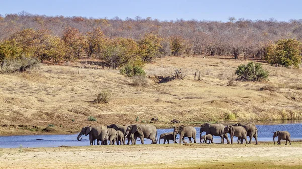 African Bush Elephant Kruger National Park South Africa Specie Loxodonta — Stock Photo, Image