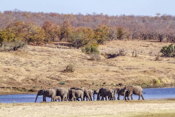 Elefante Cespuglio Africano Nel Parco Nazionale Kruger Sud Africa Famiglia — Foto Stock