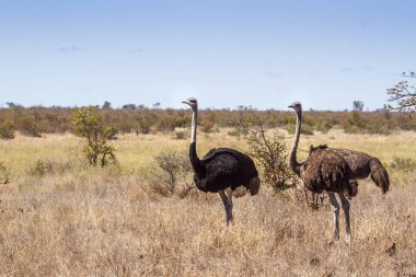 Afrikalı devekuşu Kruger National park, Güney Afrika için; Struthionidae nakit Struthio camelus ailesi