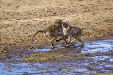 Chacma maymun Kruger National park, Güney Afrika için; Nakit Papio ursinus ailesi Cercopithecidae