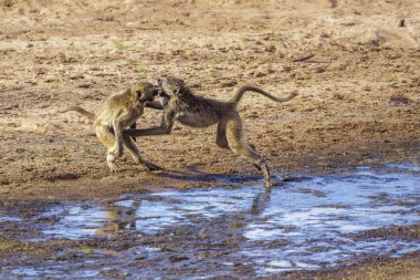 Chacma maymun Kruger National park, Güney Afrika için; Nakit Papio ursinus ailesi Cercopithecidae