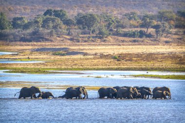 Afrika bush fil Kruger National park, Güney Afrika için; Nakit Loxodonta africana ailesi fil