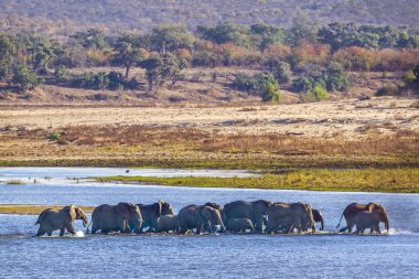 Afrika bush fil Kruger National park, Güney Afrika için; Nakit Loxodonta africana ailesi fil