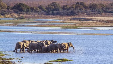 Afrika bush fil Kruger National park, Güney Afrika için; Nakit Loxodonta africana ailesi fil