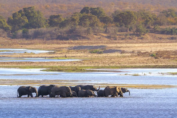 Afrika bush fil Kruger National park, Güney Afrika için; Nakit Loxodonta africana ailesi fil