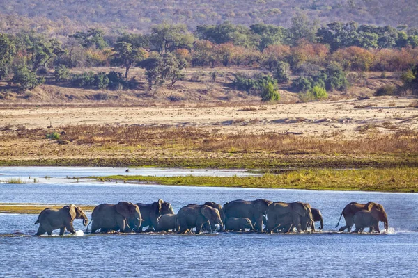 African Bush Elephant Kruger National Park South Africa Specie Loxodonta — Stock Photo, Image
