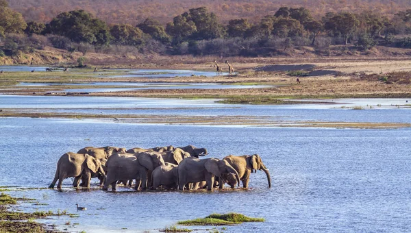 アフリカのブッシュゾウ クルーガー国立公園 南アフリカ ゾウ科の正貨 Loxodonta アフリカーナ家族 — ストック写真