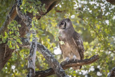 Verreaux kartal-baykuş Kruger National park, Güney Afrika için; Nakit Bubo lacteus ailesi Strigidae